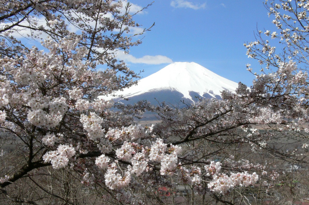 フジザクラ 山中湖 宝めぐりマップ むらびと太鼓判 宝のデータベース